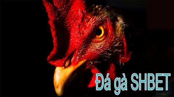 Sự thật đằng sau những tin đồn rằng trang web game Kuvip là một trò lừa đảo là gì? - Kuvip